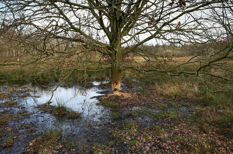 Unrecognisable feeding marks... Beaver (Castor fiber), tree gnawed by the beaver, oak, typical hourglass, egg-timer shape, the beaver is spreading widely in Germany, wildlife, North Rhine-Westphalia, nature in Germany