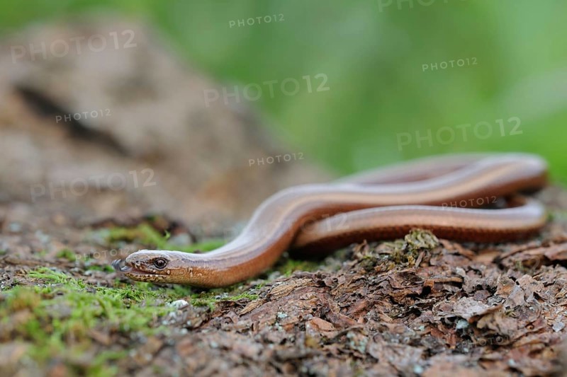 Darting... Slow worm (Anguis fragilis), not a snake, belongs to the lizards, native, common, well-known lizard, reptile, Slow Worm (Anguis fragilis) darting its tongue in and out, wildlife, Europe, North Rhine-Westphalia, Germany, Western Europe