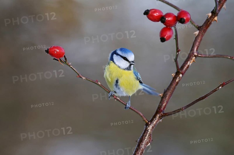 Blue tit (Cyanistes caeruleus), sitting on a dog rose branch between red rose hips, well-known and common small songbird, native wildlife, wildlife, Europe, Rhineland, North Rhine-Westphalia, Germany