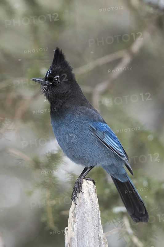 On top... Diademed jay (Cyanocitta stelleri) sitting on the top of a weathered tree stump, light snowfall, detailed portrait of this in many respects remarkable bird, American jay species, corvid, Yellowstone, Wyoming, North America, United States of America