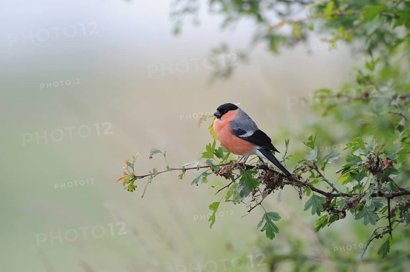 Rose-red... Bullfinch, also called bullfinch because of its chimney-red breast (Pyrrhula pyrrhula) on its perch at the edge of the bushes, North Rhine-Westphalia, Germany, native, common, known