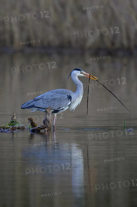 Grey heron (Ardea cinerea), standing on a floating root of a water lily with a branch in its beak, Neckar valley, Baden-Württemberg, Germany