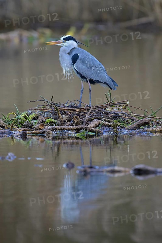 Grey heron (Ardea cinerea), male building a nest on the floating roots of the water lily, Neckar valley, Baden-Württemberg, Germany