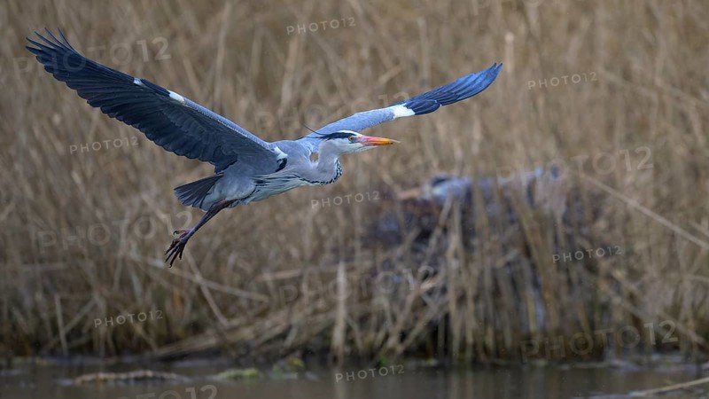 Grey heron (Ardea cinerea), in flight, heron breeding in the reeds behind, Neckar valley, Baden-Württemberg, Germany