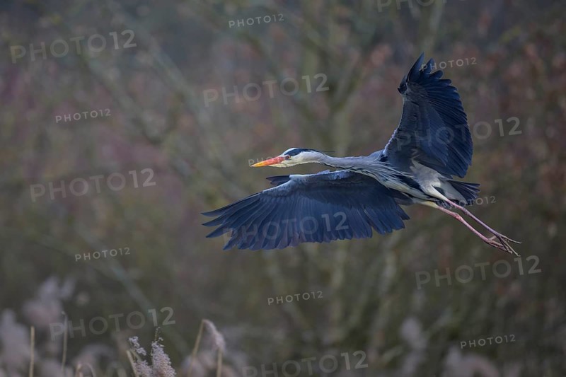 Grey heron (Ardea cinerea), in flight, Neckar valley, Baden-Württemberg, Germany