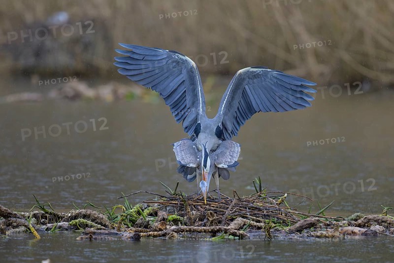Grey heron (Ardea cinerea), copula, nest on floating roots of water lily in front of reeds, Neckar valley, Baden-Württemberg, Germany