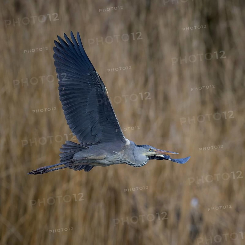Grey heron (Ardea cinerea), in flight in front of reeds, evening light, Neckar valley, Baden-Württemberg, Germany
