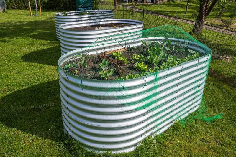 Raised beds with plants in the garden, spring, North Rhine-Westphalia, Germany