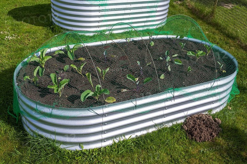 Raised bed with plants in the garden, spring, North Rhine-Westphalia, Germany