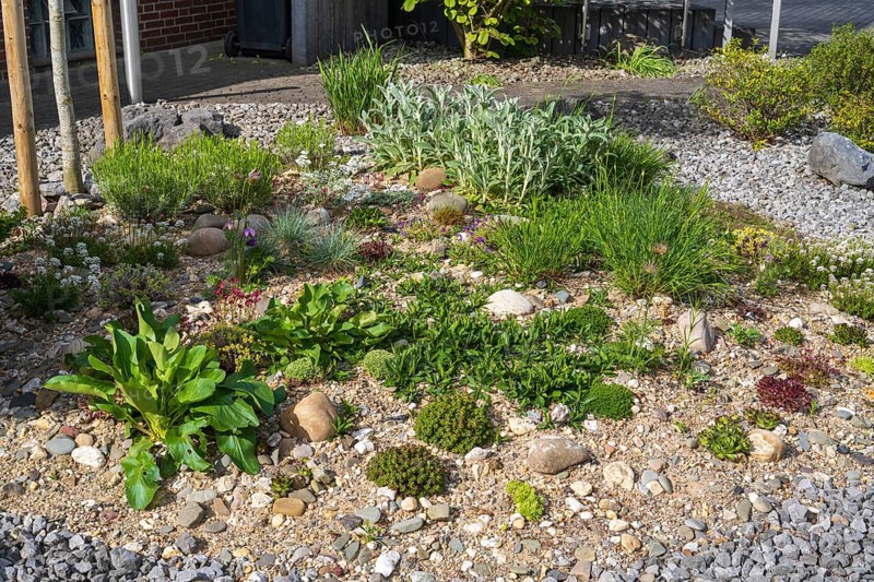 Front garden, allotment garden, gravel garden, spring, North Rhine-Westphalia, Germany