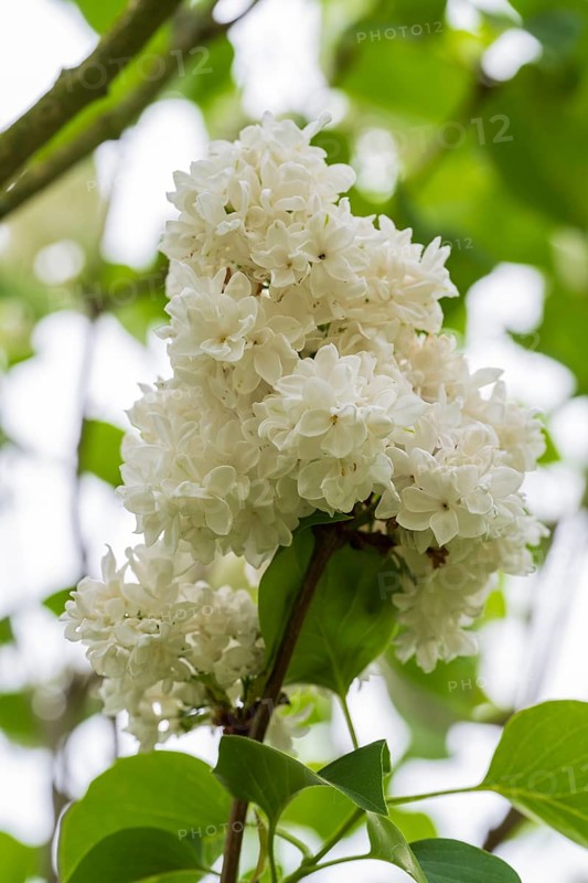Blooming white lilac (Syringa vulgaris), North Rhine-Westphalia, Germany