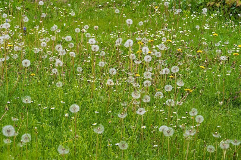 Meadow with faded dandelions (Taraxacum), dandelions, North Rhine-Westphalia, Germany