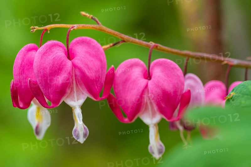 Watering heart (Lamprocapnos spectabilis), flowers, North Rhine-Westphalia, Germany