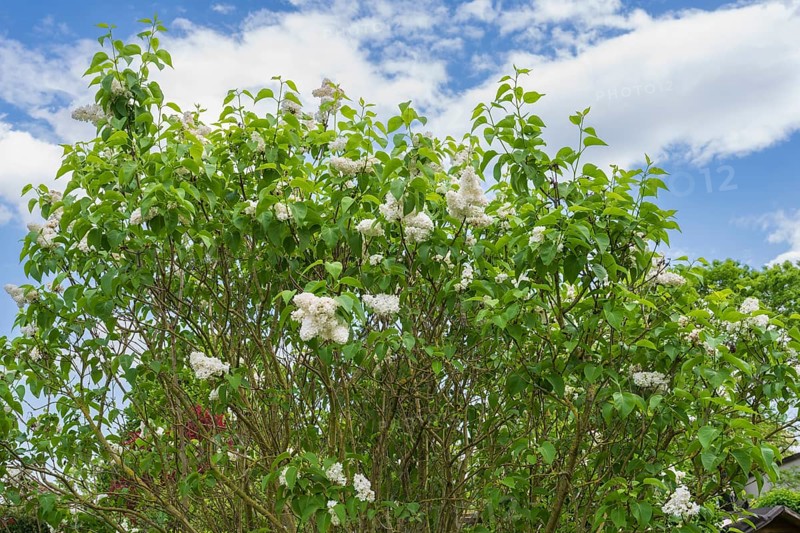 Flowering white lilac (Syringa vulgaris), shrub, North Rhine-Westphalia, Germany