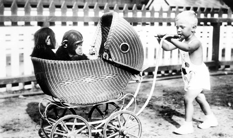Child pushing pram with chimpanzee, baby in pram with two small monkeys, outside playing, historical photo