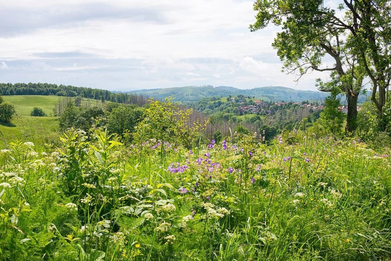 View from north-east to Sankt Andreasberg (St. Andreasberg) and the nature reserve Bergwiesen bei Sankt Andreasberg, FFH area, rolling hills and mountains with forest and grassland, wide view, in the foreground wood cranesbill (Geranium sylvaticum), bear's bane (Meum athamanticum), Snake knotweed (Bistorta officinalis) and buttercup (Ranunculus acris agg), on the right a European ash, common ash (Fraxinus excelsior), Harz nature park Park, low mountain range, Upper Harz, Harz Mountains, Lower Saxony, Germany