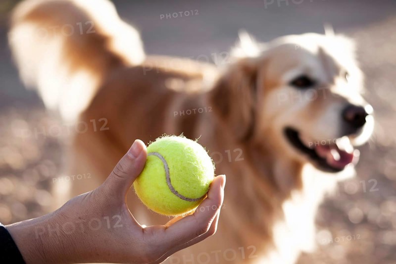 Hand holding tennis ball with golden retriever waiting. Concept of anticipation, companionship, and playful bond between human and dog. Generative ai, AI generated