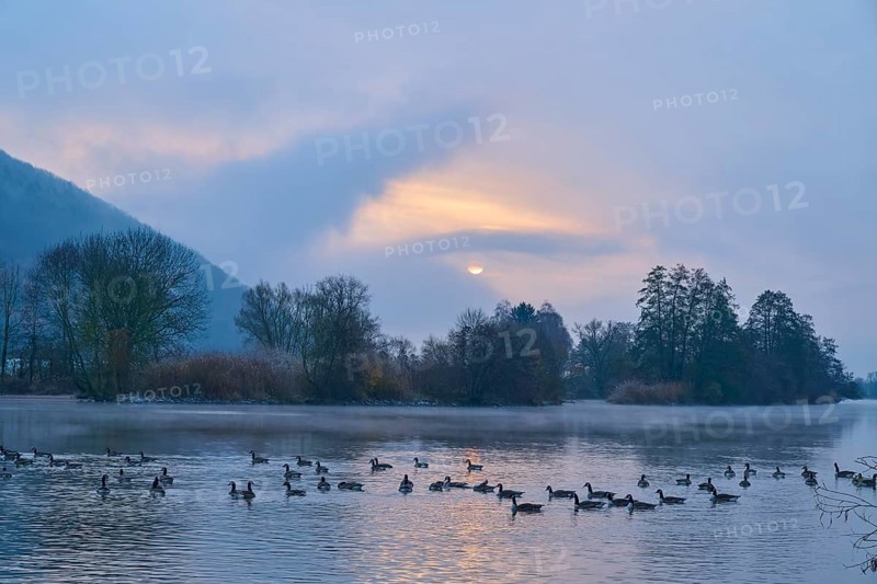 Canada geese (Branta canadensis) swimming on a river at sunrise, surrounded by misty trees, Laudenbach, Main, Spessart, Odenwald, Bavaria Germany