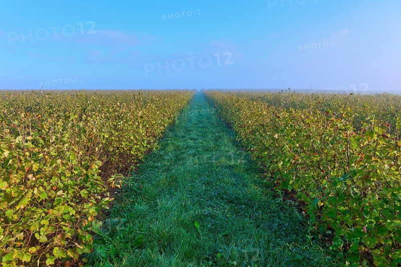 A long path through a field of currants in a misty morning sky, Mönchberg, Miltenberg, Spessart, Bavaria, Germany