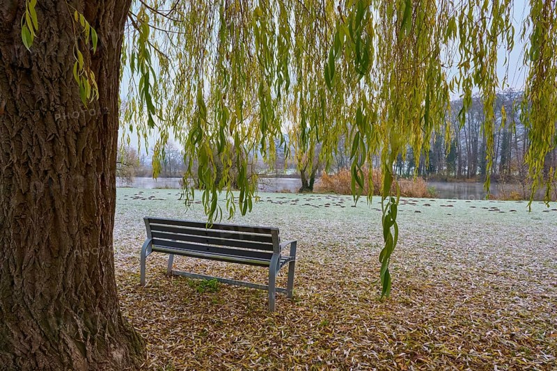 Frosty morning with a wooden bench under a tree next to a river, Laudenbach, Main, Spessart, Odenwald, Bavaria Germany