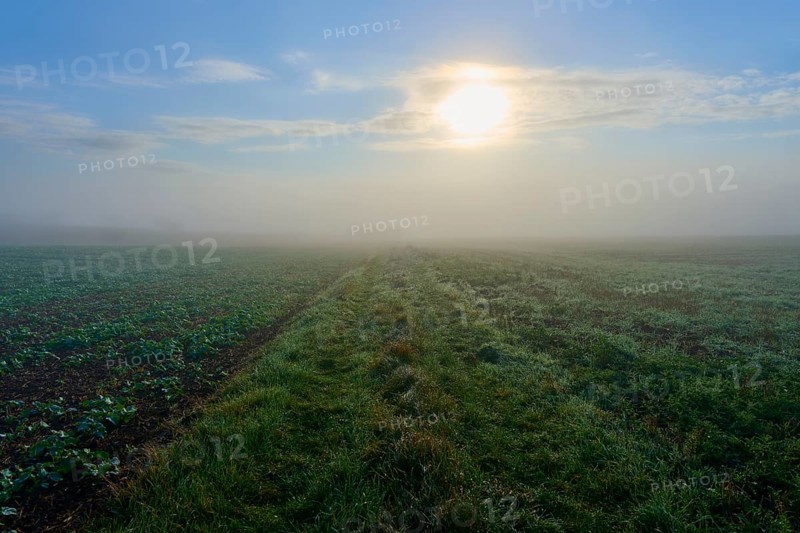 Sunny morning on foggy, green meadow and field, Mönchberg, Miltenberg, Spessart, Bavaria, Germany