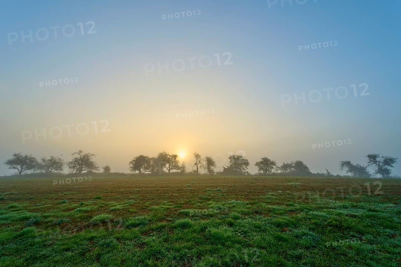Foggy sunrise over a meadow, trees in the background, calm morning atmosphere, Mönchberg, Miltenberg, Spessart, Bavaria, Germany
