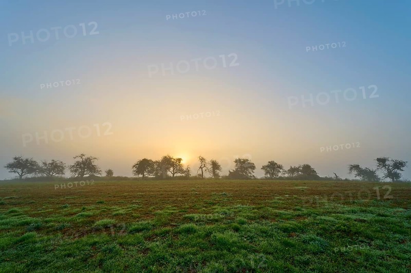 Trees in the morning haze with sunrise in the background, peaceful, Mönchberg, Miltenberg, Spessart, Bavaria, Germany