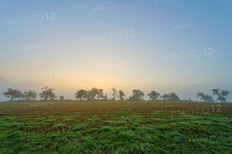 Row of trees in the fog at sunrise, quiet landscape, Mönchberg, Miltenberg, Spessart, Bavaria, Germany