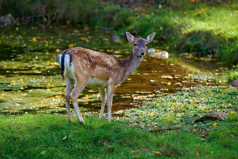 Fallow deer (Dama dama), standing at the edge of a small pond, Germany