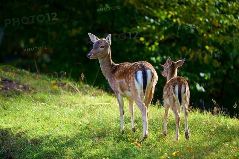Fallow deer (Dama dama), an adult and a fawn, standing in a sunny meadow, Germany