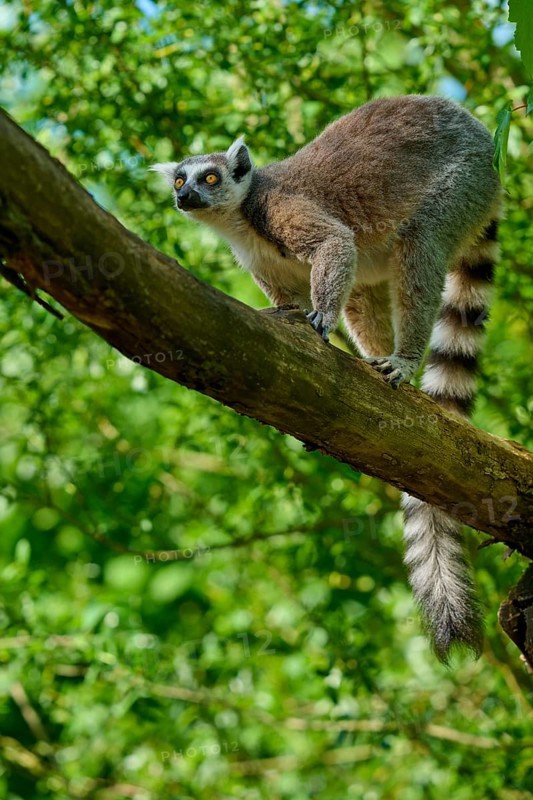A catta (Lemur catta), climbing on a branch and looking alert, France