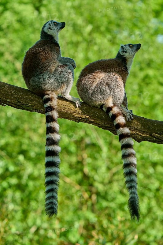 Catta (Lemur catta), two animals sitting on a branch, France