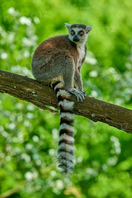 An attentive catta (Lemur catta), sitting on a branch against a green backdrop, France