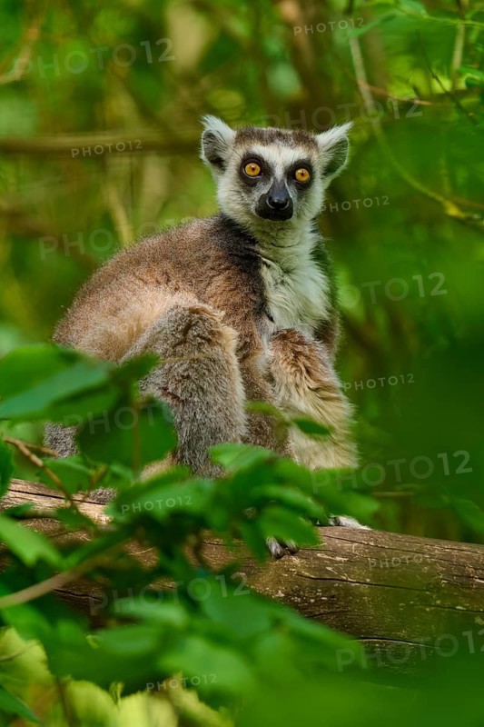 A curious catta (Lemur catta), shows an interested expression in the forest, France