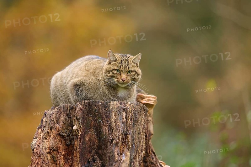 European wildcat (Felis silvestris), crouching on a tree stump in an autumnal setting, Germany