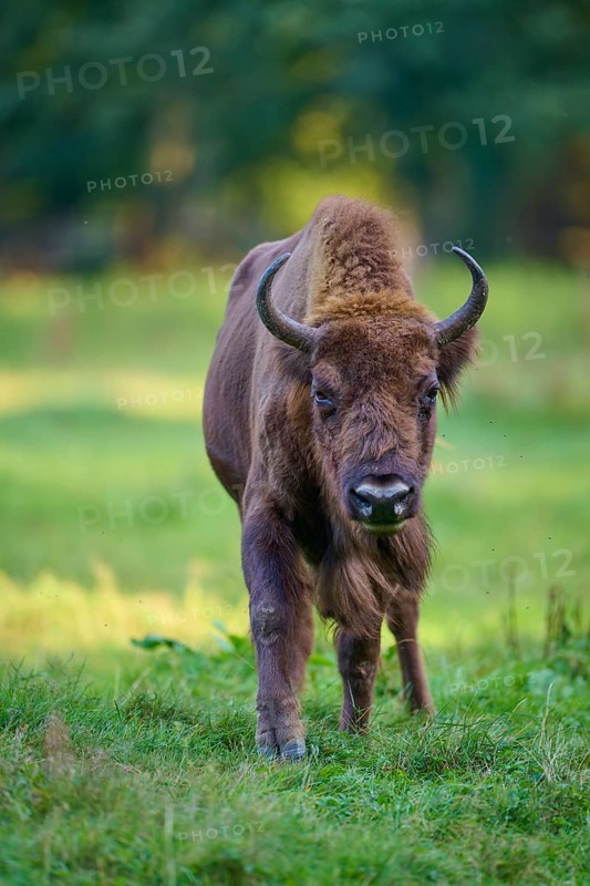 A bison (Bison bonasus), standing on a green meadow and looking into the camera, Germany