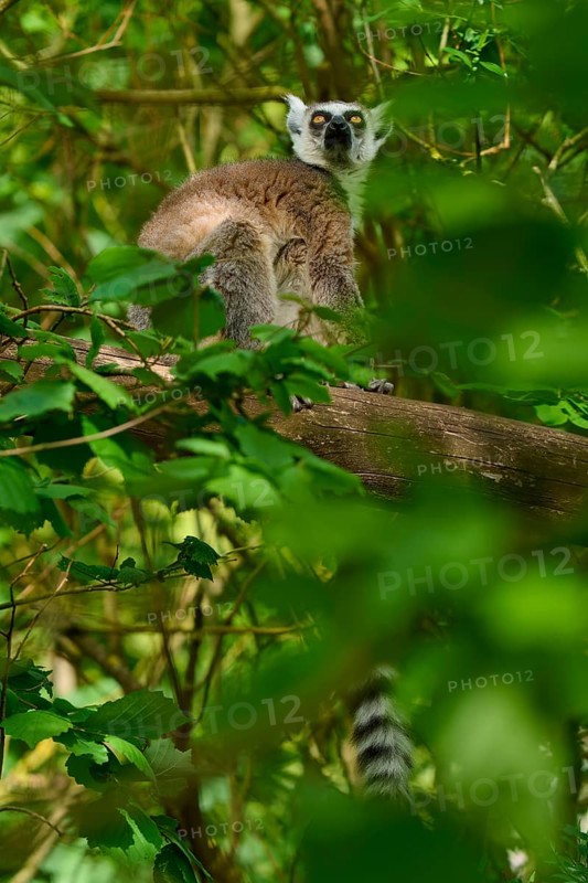 Catta (Lemur catta), looking down attentively from a tree, France
