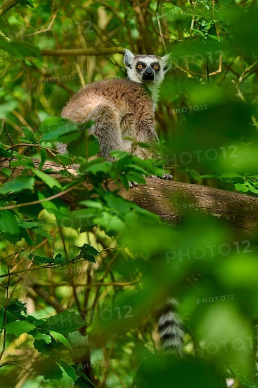 Catta (Lemur catta), resting on a tree surrounded by green leaves, France