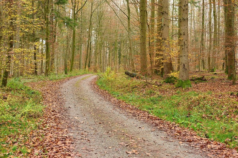 Winding forest path with autumn foliage, surrounded by tall trees, beech trees, Odenwald, Neckar-Odenwald district, Baden-Württemberg, Germany