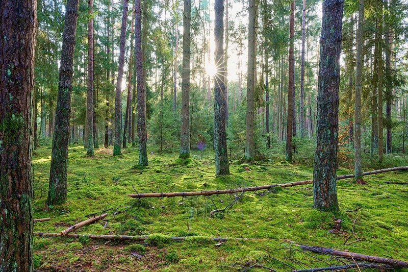 Sunlight streaming through tall trees in a moss-covered forest, Buchen, Odenwald, Neckar-Odenwald district, Baden-Württemberg, Germany