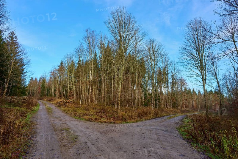 A fork in the road in an autumnal forest under a clear blue sky, Odenwald, Neckar-Odenwald district, Baden-Württemberg, Germany