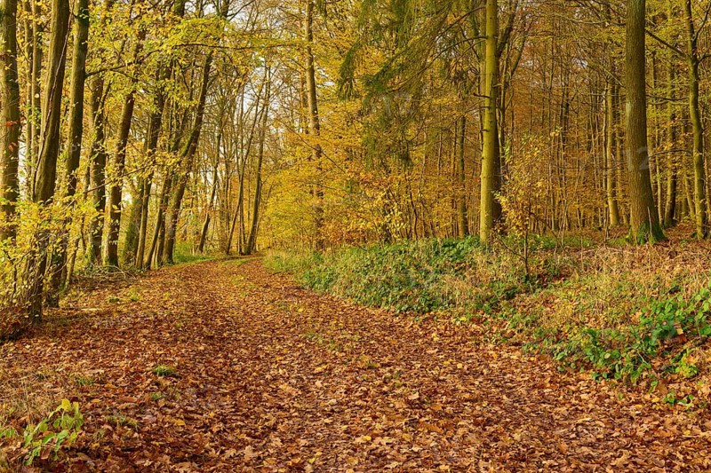 A forest path covered with autumn leaves, through a yellow forest, Hornbach, Walldürn, Odenwald, Neckar-Odenwald district, Baden-Württemberg, Germany
