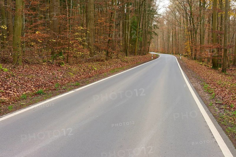 Asphalted road through autumnal forest, lined with trees, quiet atmosphere, Buchen, Odenwald, Neckar-Odenwald Kreis, Baden-Württemberg, Germany