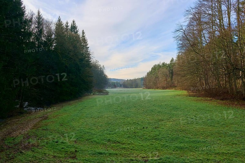 A wide green meadow stretches out in front of a quiet forest under a clear blue sky, Odenwald, Neckar-Odenwald Kreis, Baden-Württemberg, Germany