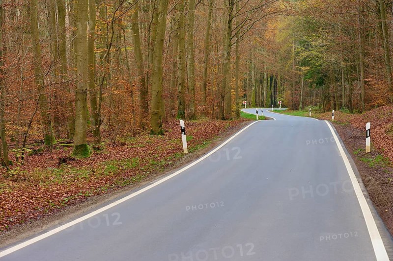 Long winding road through quiet, autumnal forest with beech trees, Odenwald, Neckar-Odenwald Kreis, Baden-Württemberg, Germany