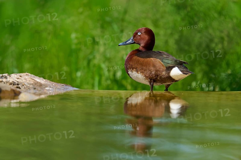 Ferruginous Duck (Aythya nyroca), standing alone at the water's edge, reflecting in the calm water, France
