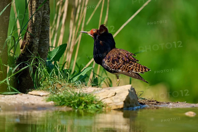 Ruff (Philomachus pugnax), with dark plumage standing close to the water, France