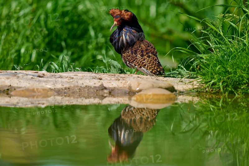 Ruff (Philomachus pugnax), with erect plumage sitting on the bank, reflected in the water, France