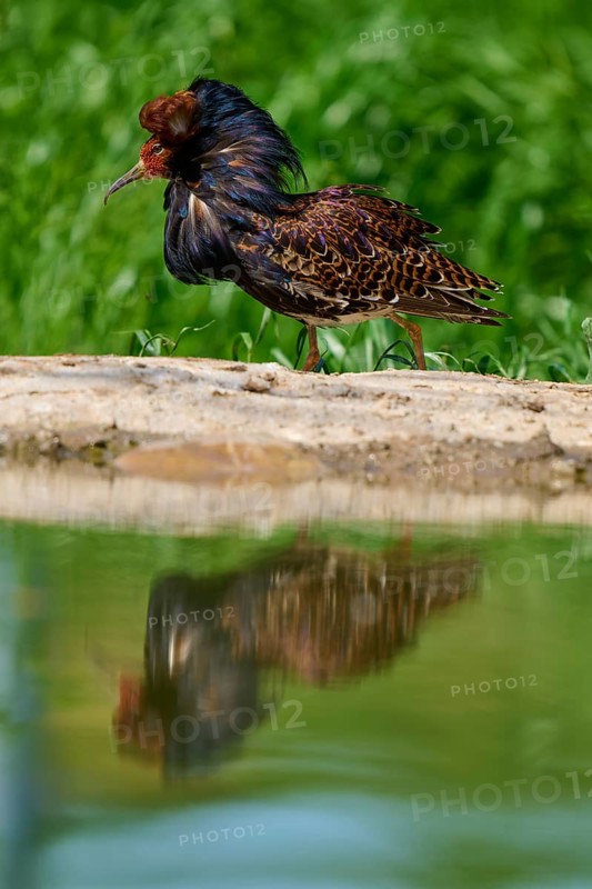 Ruff (Philomachus pugnax), standing on rocks on the shore, reflection visible in the water, France