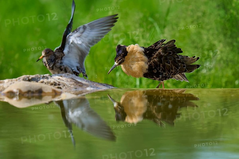 Ruff (Philomachus pugnax), male and female during breeding season, visible on the water with reflections, France